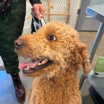 Standard Poodle and Golden Retriever Dogs Available for Adoption in Louisville, Kentucky - Mr. P Johnson | PetCurious
