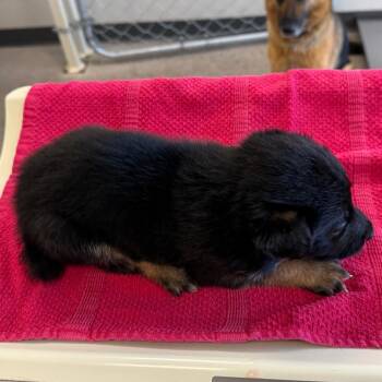 818 (2026) Chocolate Chip -  German Shepherd Dog and Australian Shepherd Dog for Adoption in Parker, Colorado - 818 (2026) Chocolate Chip | PetCurious