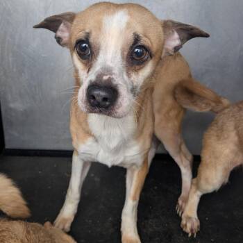 Chihuahua and Terrier Dogs Available for Adoption in Birmingham, Alabama - Biscuit | PetCurious