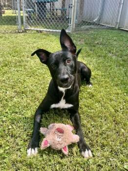Rescue Shepherd and Black Labrador Retriever Dogs for Adoption in Gulfport, Mississippi - Arya | PetCurious