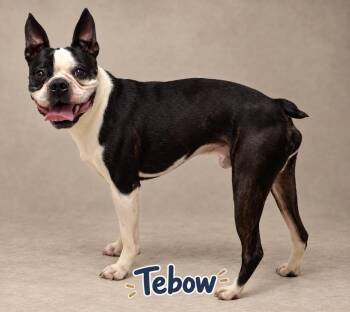 TEBOW -  Boston Terrier Dog for Adoption in Crossville, Tennessee - TEBOW | PetCurious
