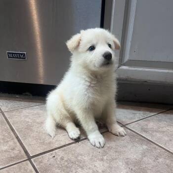 Mixed Breed Dogs Available for Adoption in Leander, Texas - Kale | PetCurious