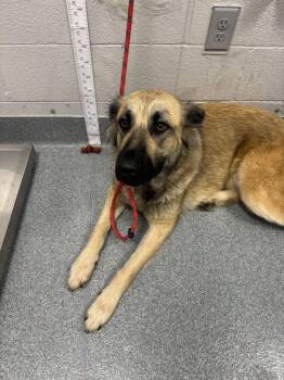 Mixed Breed Dogs Available for Adoption in Sevierville, Tennessee - Betty Boop | PetCurious