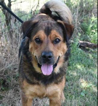 Charlie Brown -  Mixed Breed Dog for Adoption in Bowling Green, Ohio - Charlie Brown | PetCurious