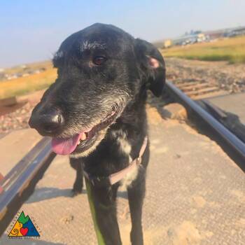 Gir -  German Wirehaired Pointer and Mixed Breed Dog for Adoption in Douglas, Wyoming - Gir | PetCurious