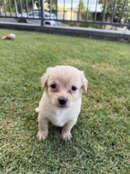 Dougie -  Chihuahua and Mixed Breed Dog for Adoption in Honolulu, Hawaii - Dougie | PetCurious