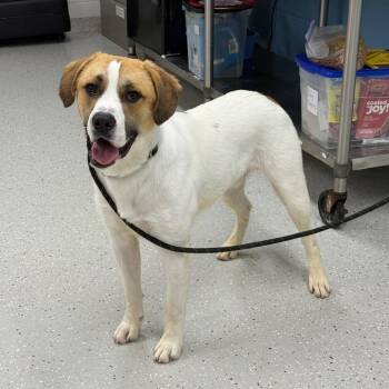 Poomba -  Mixed Breed Dog for Adoption in Indianapolis, Indiana - Poomba | PetCurious