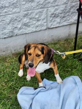 Apple -  Beagle Dog for Adoption in Indianapolis, Indiana - Apple | PetCurious
