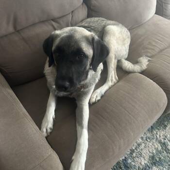 Rescue Anatolian Shepherd Dogs for Adoption in Newport, Washington - Gracie The Anatolian | PetCurious