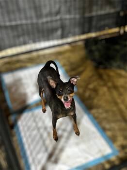 Rescue Miniature Pinscher Dogs for Adoption in Brownstown, Indiana - Trudy | PetCurious