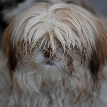 Shih Tzu Dogs Available for Adoption - Cooper (F26-49) | PetCurious