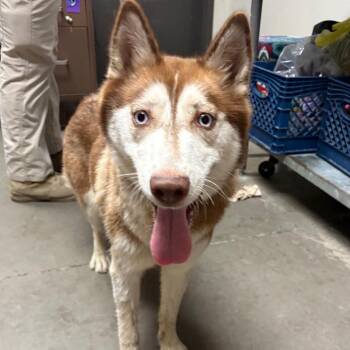 Kathryn -  Husky Dog for Adoption in Yuma, Arizona - Kathryn | PetCurious