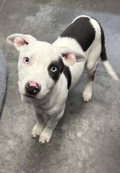 Terrier and Mixed Breed Dogs Available for Adoption - 04082B Tristan | PetCurious