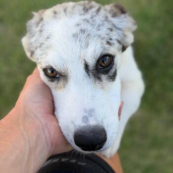Hops -  Australian Shepherd and Mixed Breed Dog for Adoption in Brownsboro, Alabama - Hops | PetCurious