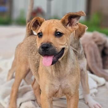 Pug Dogs Available for Adoption in Cleveland, Texas - Paisley | PetCurious