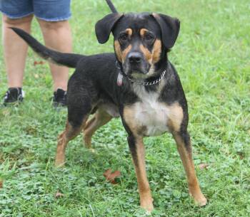 Woody (Photos September 22nd 2026) -  Hound Dog for Adoption in Marietta, Ohio - Woody (Photos September 22nd 2026) | PetCurious
