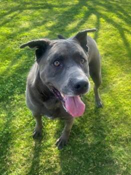 Labrador Retriever and Mixed Breed Dogs Available for Adoption - SAGAN | PetCurious