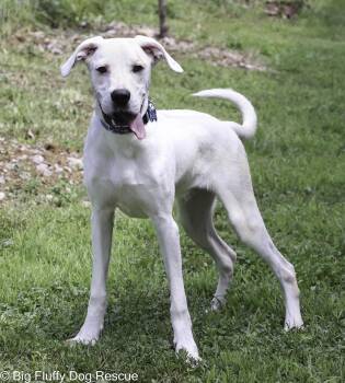 Rescue Boxer and Mixed Breed Dogs for Adoption in Nashville, Tennessee - Heath | PetCurious