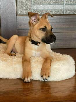 Black Mouth Cur and Boxer Dogs Available for Adoption in Boerne, Texas - Gus | PetCurious