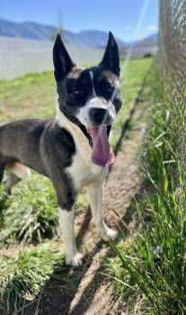 Rescue Pit Bull Terrier Dogs for Adoption in Spanish Fork, Utah - Apollo (88427) | PetCurious