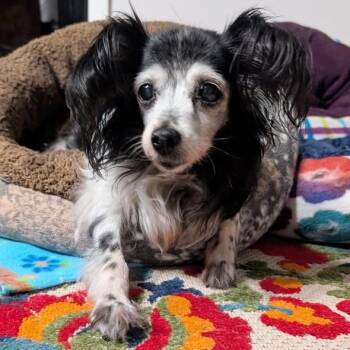 Minnie - MA -  Papillon and Dachshund Dog for Adoption in Bryan, Texas - Minnie - MA | PetCurious