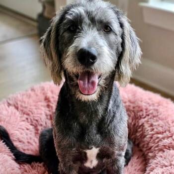 Tizzy -  Labradoodle Dog for Adoption in Rockwall, Texas - Tizzy | PetCurious