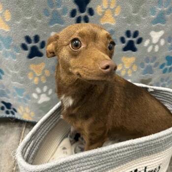 Chihuahua Dogs Available for Adoption - Jill | PetCurious