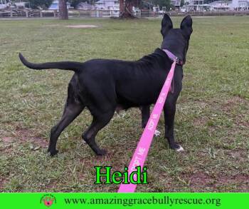 American Bulldog Dogs Available for Adoption in Pensacola, Florida - Heidi | PetCurious