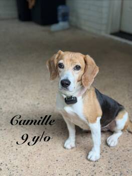 Camille -  Beagle Dog for Adoption in Smyrna, Georgia - Camille | PetCurious