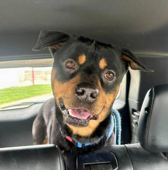 Rottweiler and Mixed Breed Dogs Available for Adoption in Effingham, Illinois - Rex | PetCurious