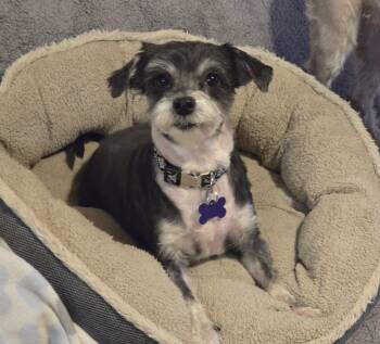 Terrier Dogs Available for Adoption in Jamestown, North Dakota - Rocket | PetCurious
