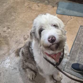 Oliver -  Bernese Mountain Dog and Standard Poodle Dog for Adoption in Tanner, Alabama - Oliver | PetCurious
