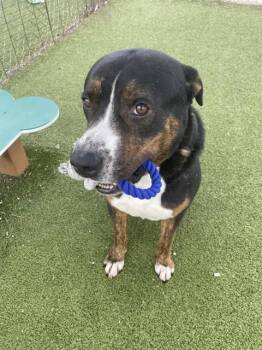 Rescue Pit Bull Terrier and Mixed Breed Dogs for Adoption in Pasadena, Texas - EEYORE | PetCurious