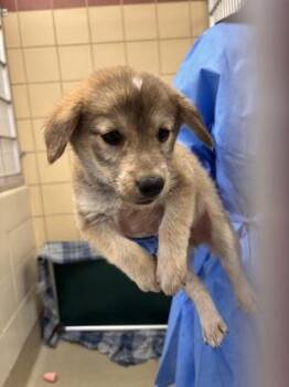 Shepherd and Mixed Breed Dogs Available for Adoption in San Antonio, Texas - Fuzzy | PetCurious