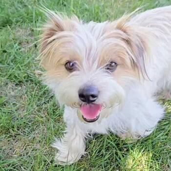 Scamp -  Cocker Spaniel Dog for Adoption in Logan, Utah - Scamp | PetCurious