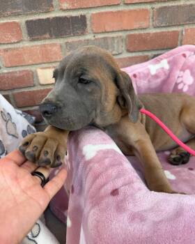 Cane Corso Dogs Available for Adoption in Glendale, Arizona - Betty Davis | PetCurious