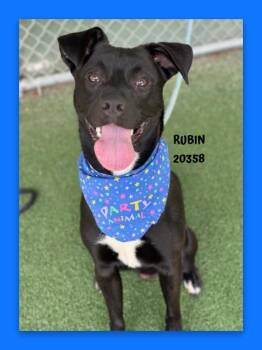 RUBIN -  Black Labrador Retriever and Mixed Breed Dog for Adoption in Marietta, Georgia - RUBIN | PetCurious