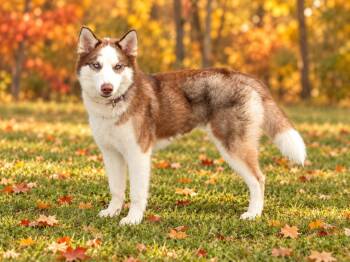 Maple -  Husky Dog for Adoption in Mclean, Illinois - Maple | PetCurious