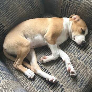 Labrador Retriever and Pit Bull Terrier Dogs Available for Adoption in Mooresville, Indiana - Honey | PetCurious