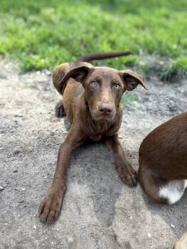 Rescue Labrador Retriever Dogs for Adoption in Statesboro, Georgia - Hanky Panky | PetCurious