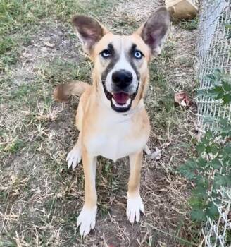 Labrador Retriever and Mixed Breed Dogs Available for Adoption - SADIE | PetCurious