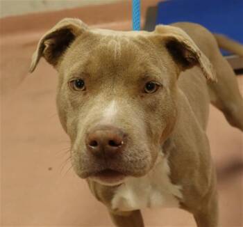 Mixed Breed Dogs Available for Adoption - SPUD | PetCurious