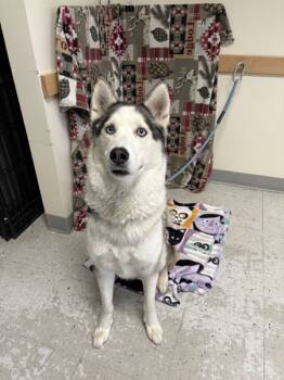 Rescue Siberian Husky Dogs for Adoption in Salt Lake City, Utah - Loki | PetCurious