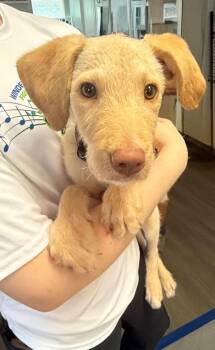 Ladybug -  Labradoodle Dog for Adoption in Winter Garden, Florida - Ladybug | PetCurious