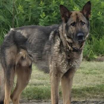 Wilbur -  German Shepherd Dog Dog for Adoption in Medina, Ohio - Wilbur | PetCurious