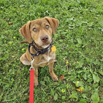 Princess Peach -  Hound Dog for Adoption in Brunswick, Ohio - Princess Peach | PetCurious