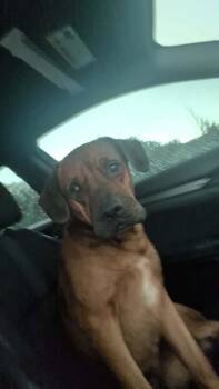 Rover -  Boxer and Mixed Breed Dog for Adoption in Murray, Kentucky - Rover | PetCurious