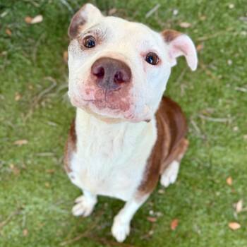 Diesel -  Pit Bull Terrier Dog for Adoption in Milton, Florida - Diesel | PetCurious