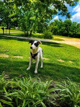 Hound Dogs Available for Adoption in Holly Springs, Mississippi - Eddie Money | PetCurious