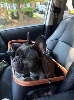 Della -  French Bulldog Dog for Adoption in Cornelius, North Carolina - Della | PetCurious